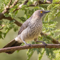 Arrow-marked Babbler